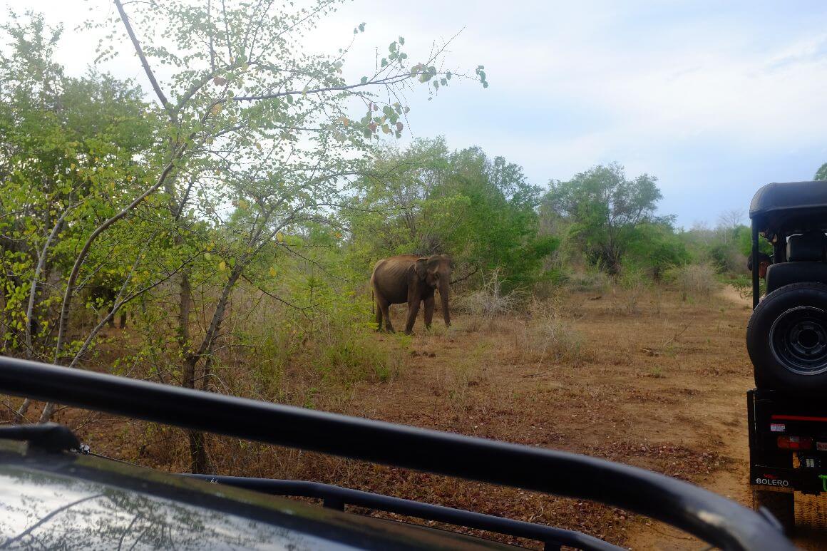 view of walking elephant on national park