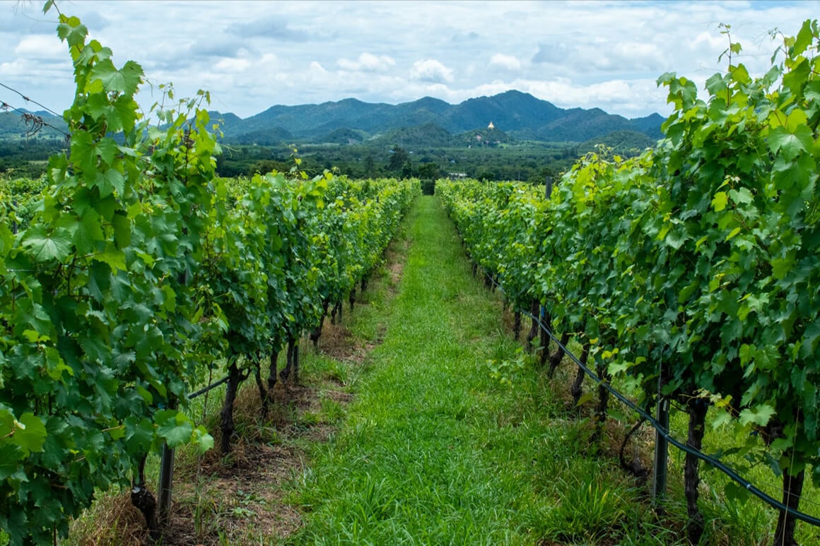 monsoon valley vineyard