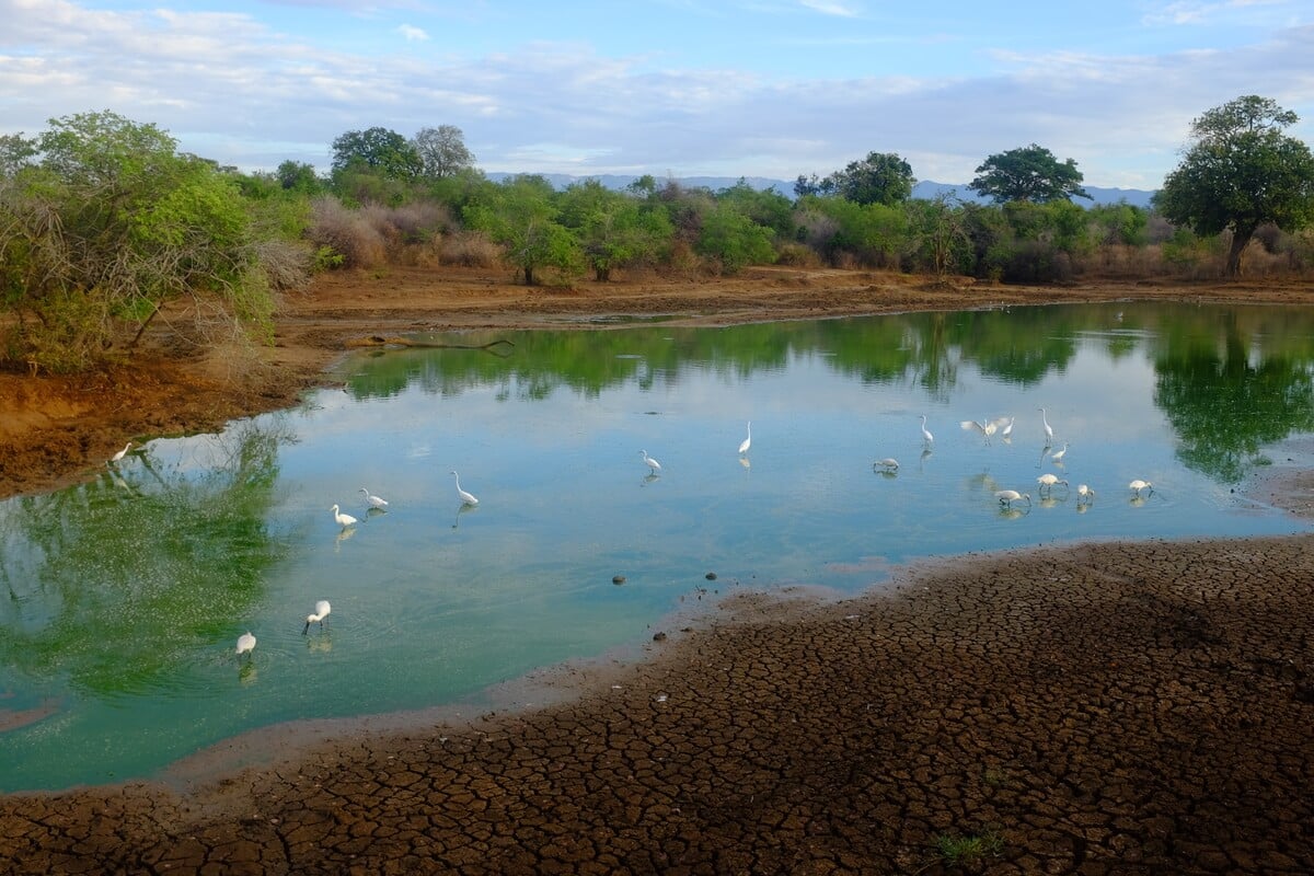 Birds in a lake in Udawalawe National Park in Sri Lanka on Safari