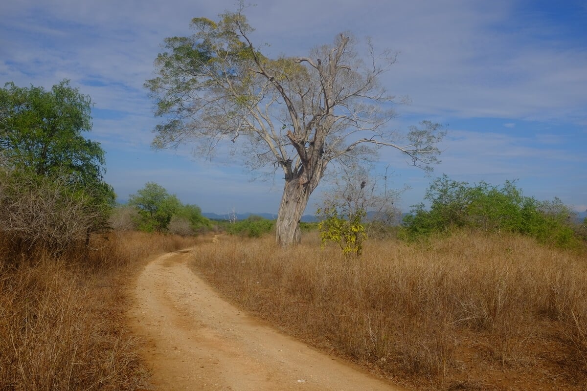 A dusty road and a tree with mountains in the distance in Udawalawe National Park in Sri Lanka on Safari