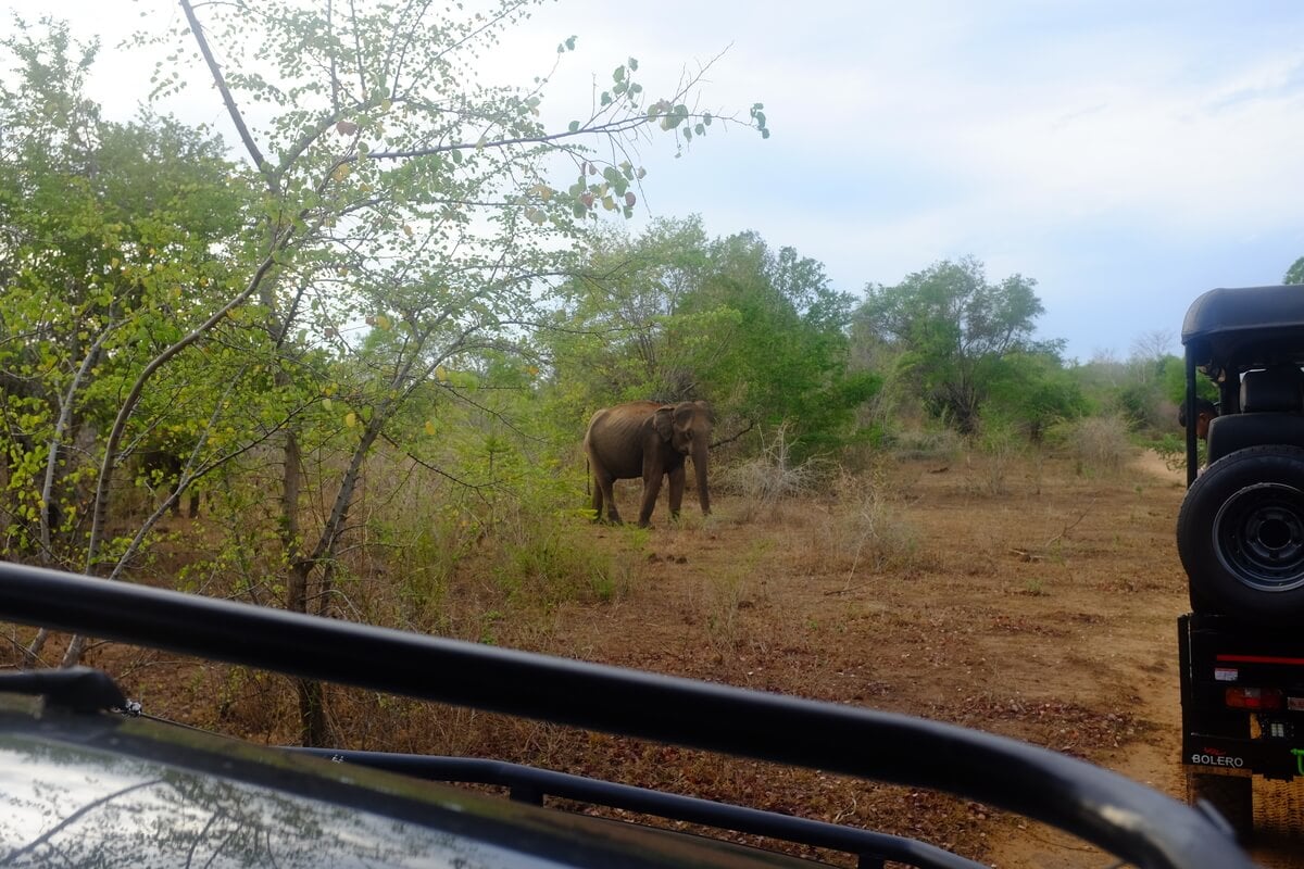 An elephant coming out of the bushes in Udawalawe National Park in Sri Lanka on Safari