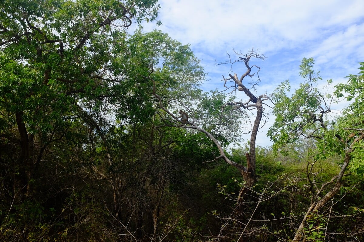 Monkeys in a tree in Udawalawe National Park in Sri Lanka on Safari