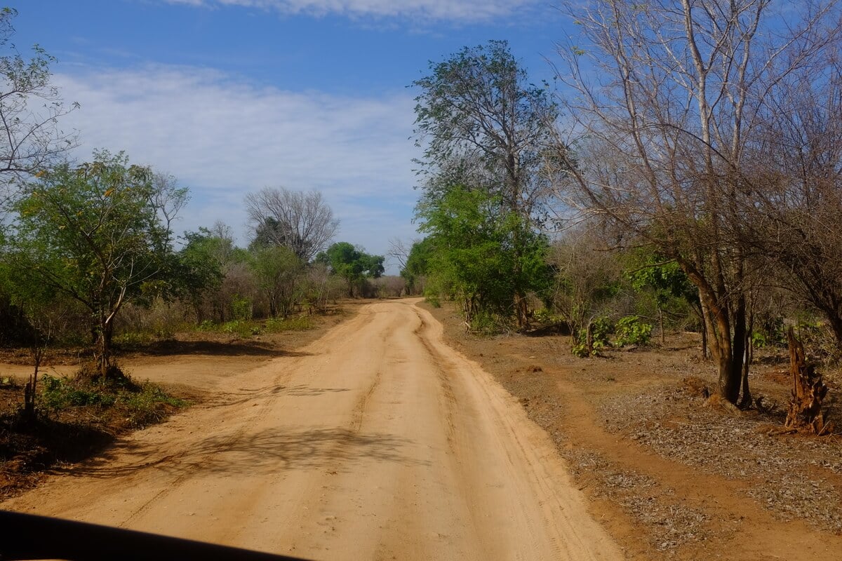 A dusty road leading through Udawalawe National Park in Sri Lanka