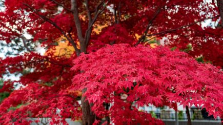 Nakajima Park, Sapporo