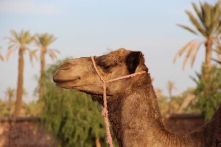 Chrifia, Marrakech