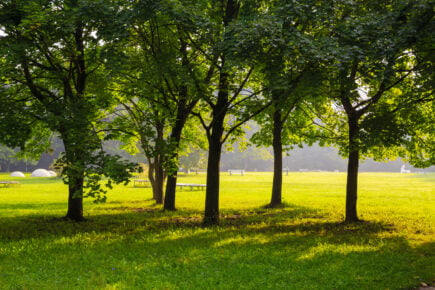 shutterstock - sofia - Boulevard Vitosha