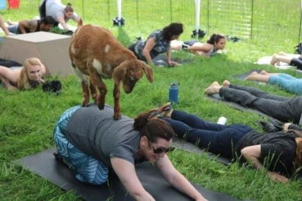 Goat Yoga in Seattle