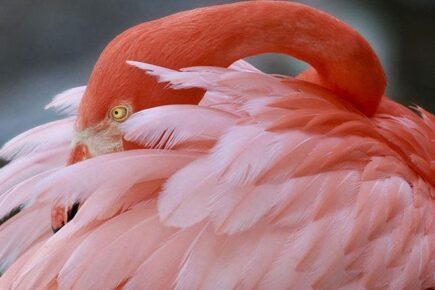 Get Up Close to Indigenous Animals