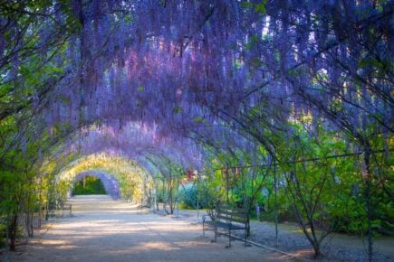 Adelaide Botanic Garden