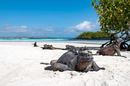 Santa Cruz Galapagos