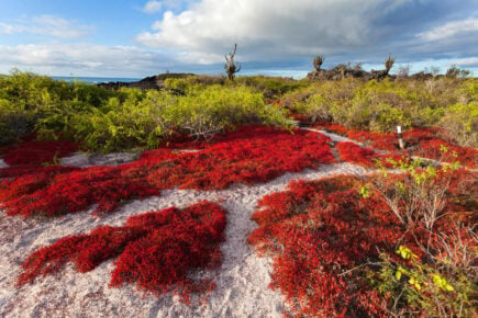 Floreana Galapagos