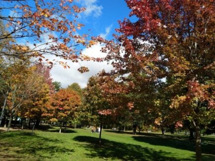 Toronto West Queen West Trinity Bellwoods Park