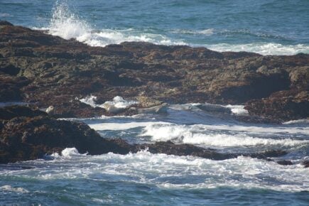 Fort Bragg, Redwoods