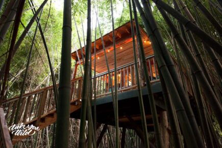 Alpaca treehouse in Bamboo forest Atlanta