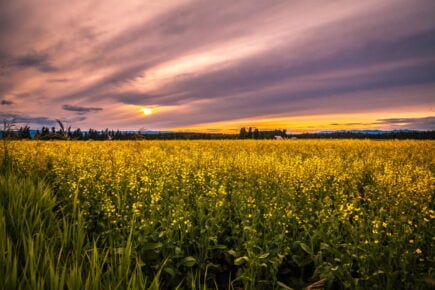 Kalispell Montana