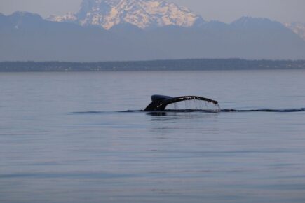 Go Whale Watching