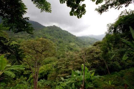 A view of Minca, Colombia with its sea of green lush jungle.