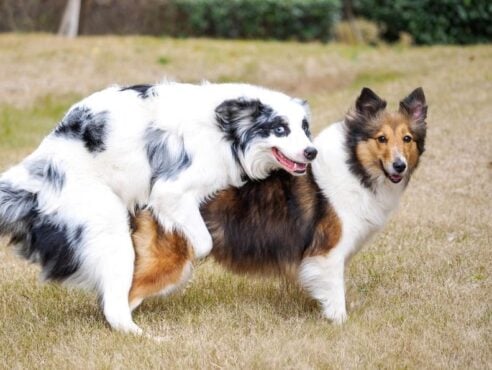 two dogs humping
