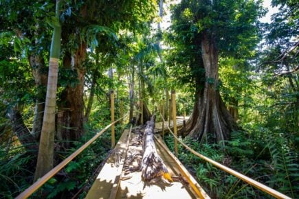 Pterocarpus Forest Puerto Rico