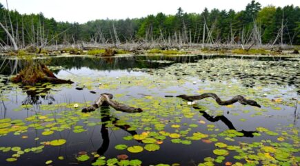 Witch Hole Pond Bar Harbor