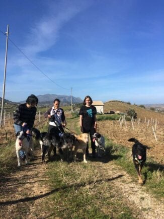 Help at an Animal Shelter Italy