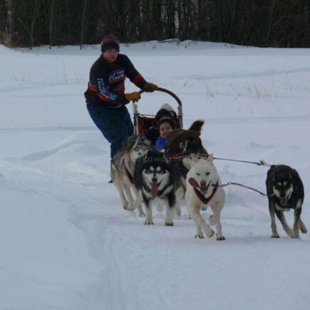 Care for dog sledding huskies