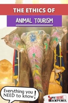 Ethical Animal Tourism and You Pinterest Image