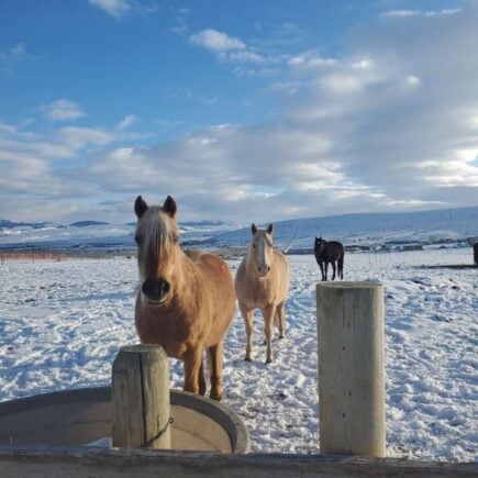 Work with rescue Horses, United States