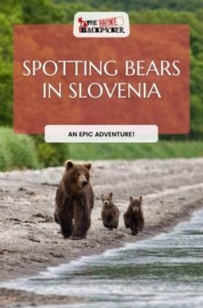 Spotting Bears In Slovenia Pinterest Image