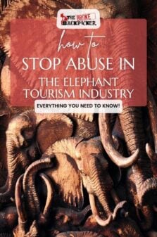 How to Stop Abuse in the Elephant Tourism Industry Pinterest Image