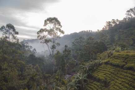 Nuwara Eliya