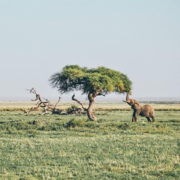 Amboseli National Park