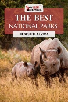National Parks in South Africa Pinterest Image