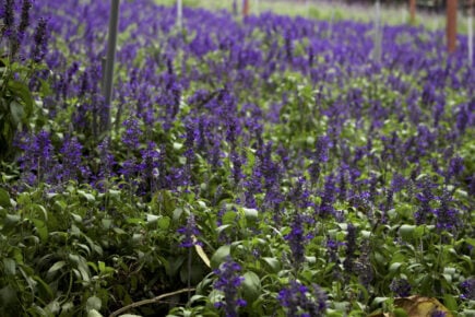 Lavender Garden Cameron Highlands