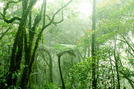 Mossy Forest Cameron Highlands