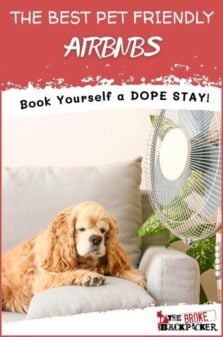 Best Pet Friendly Airbnbs Pinterest Image