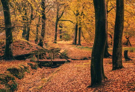 A bridge over a stream in a forest in autumn, fall.
