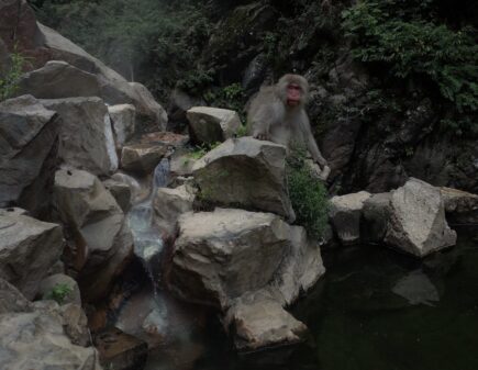 Monkey hanging out by traditional Japanese hot spring in Nagano, Japan.