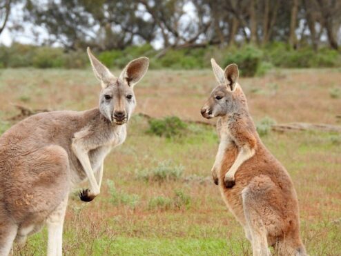 kangaroo in the wild