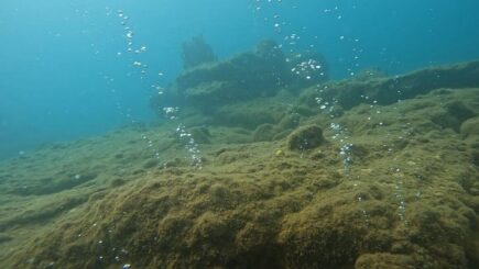 Dominica bubbles in champagne reef