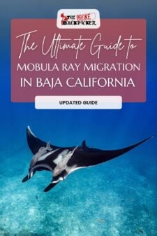 mobula ray migration pinterest image