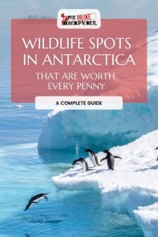 wildlife spots in Antarctica pinterest image
