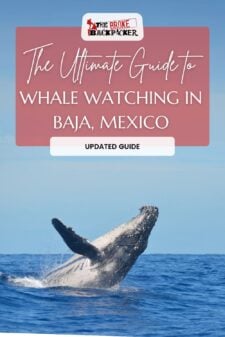 whale watching baja pinterest image