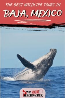 baja wildlife tours pinterest image