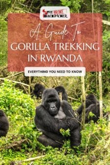 gorilla trekking in Rwanda pinterest image