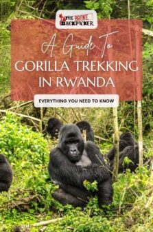 gorilla trekking in Rwanda pinterest image