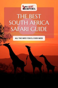 best safaris in South Africa pinterest image