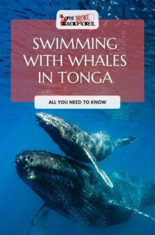 swimming with whales in tonga pinterest image