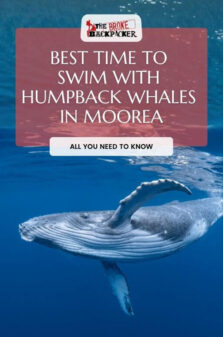 best time to swim with humpback whales in moorea pinterest image