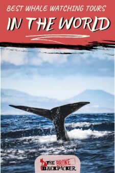 best whale watching tours in the world pinterest image